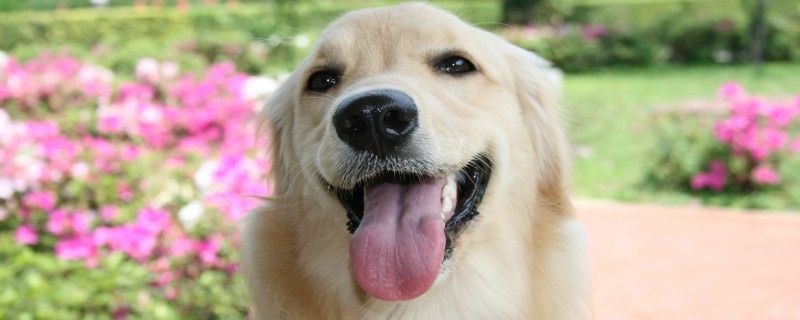 What to do if your dog has diarrhea