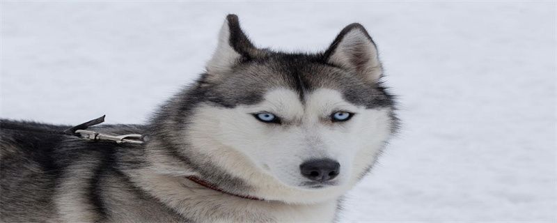 What to do if the dog is unhappy