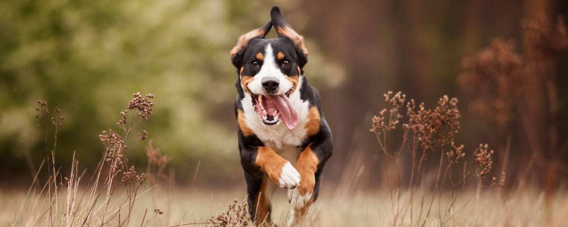 What to do if the dog doesn't like wearing a collar