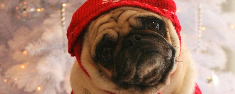 dogs are sensitive to sound
