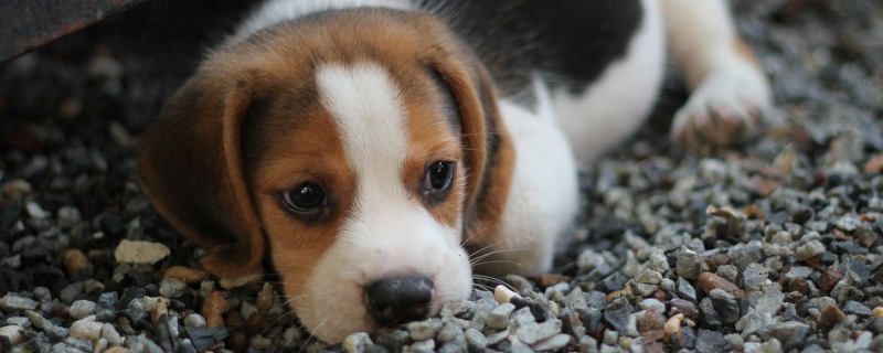 What to do about dog bad breath