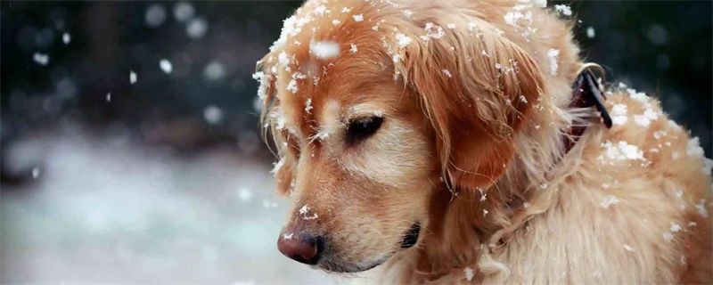 Is Golden Retriever suitable for the elderly?