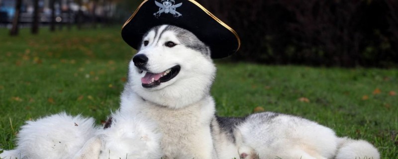 Is it harmful for dogs to wear muzzles?