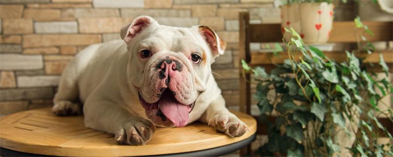What to do if the dog loses hair seriously