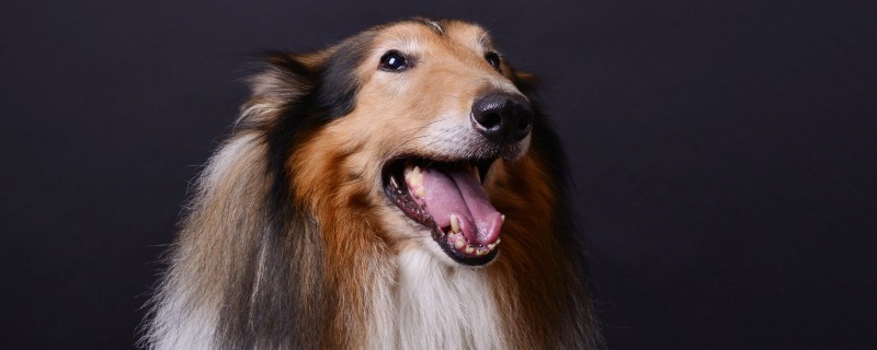 Can rabies be cured?