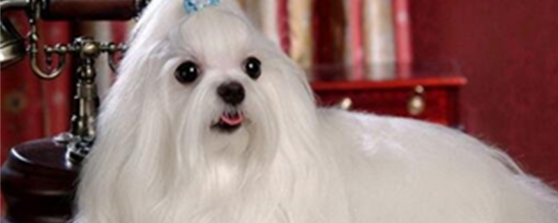 Purebred Maltese Prices