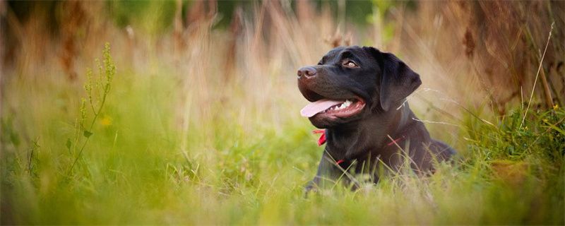 What Plants Can Dogs Eat?