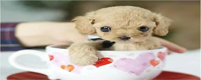 How much does a teacup poodle cost?