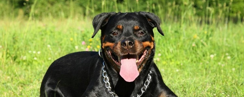 Why so few people raise Rottweilers