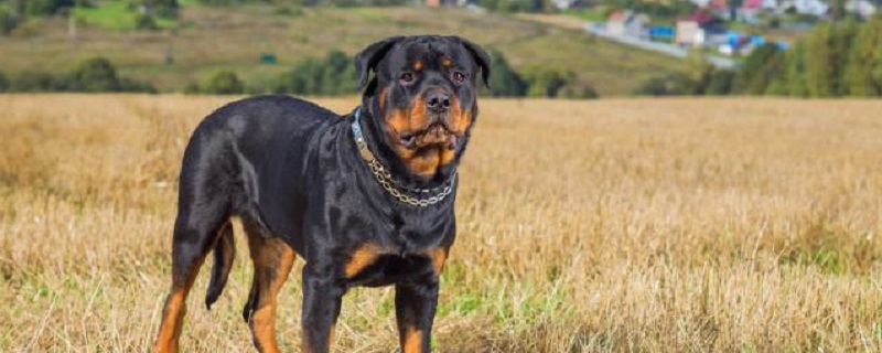 What are the disadvantages of owning a Rottweiler?