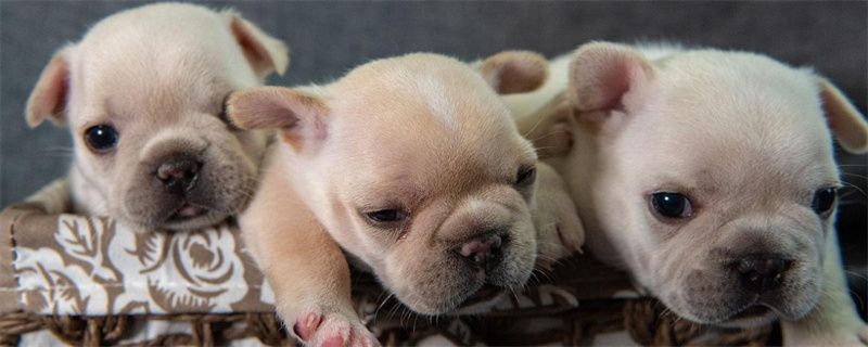 What is the cause of dog poop