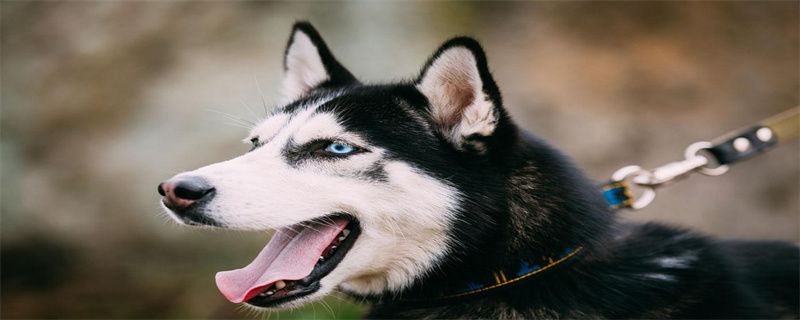 Is it normal for dogs to leak urine while sleeping?