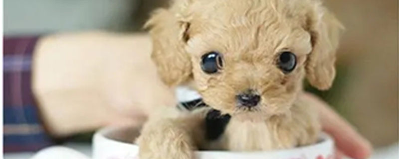 How Are Teacup Dogs Developed?
