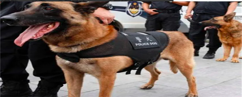 Will police dogs be neutered?