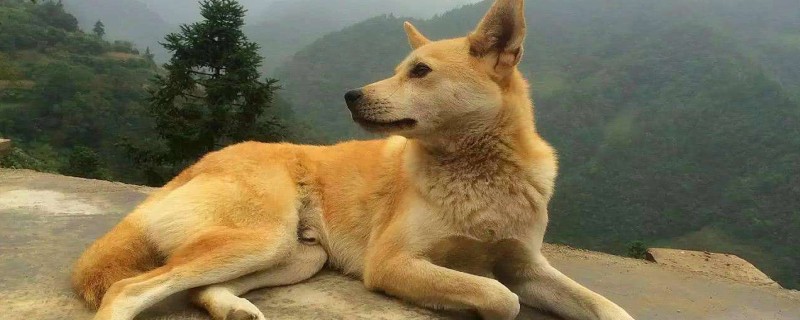 Does a dog with rabies still recognize its owner?