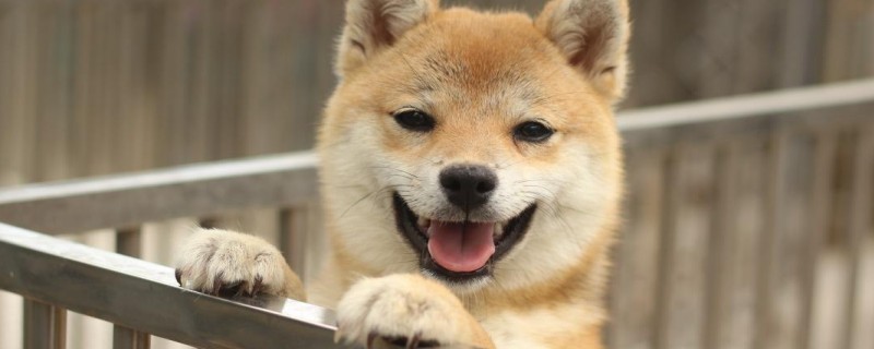 Can a Shiba Inu recognize its owner?