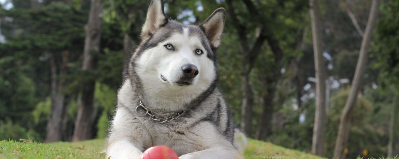 Do dogs recognize second owners?