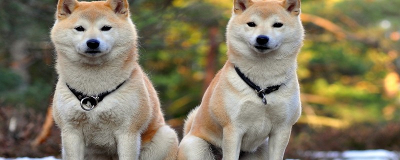 Can a Shiba Inu recognize its owner?