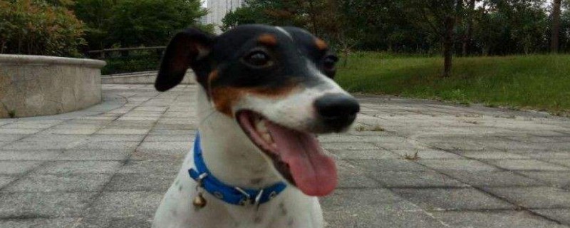 Does the Taicang Beagle recognize its owner?