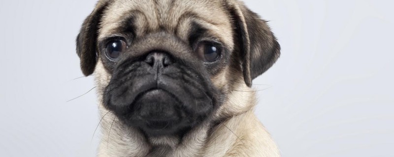 Do Dogs Recognize Their Owners By Smell?