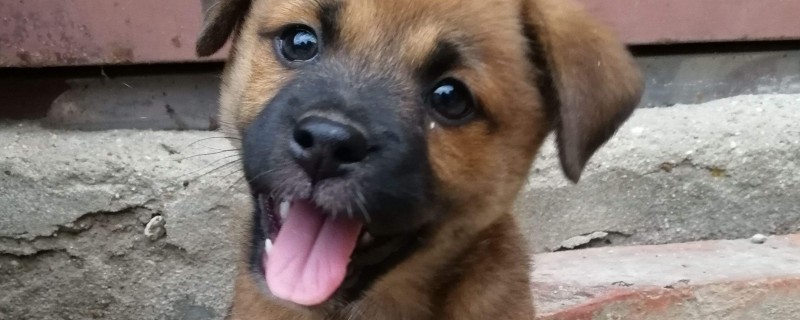 Will the pastoral dog change its owner?
