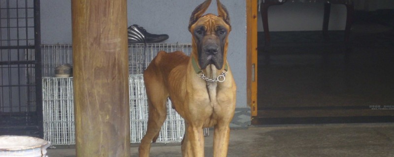 Does the Great Dane recognize its owner?