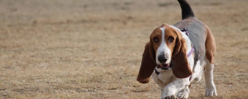Do dogs only recognize their owners?