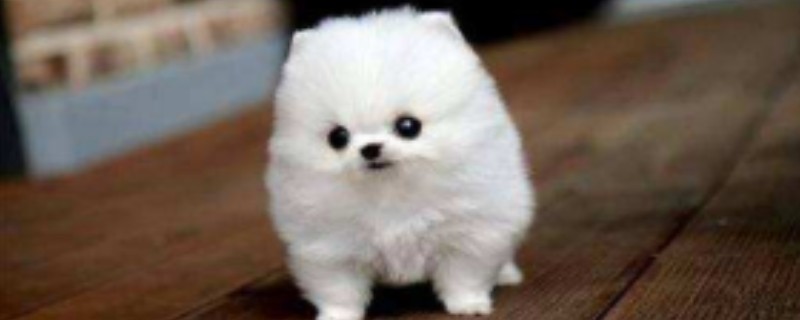 Can a pocket dog recognize its owner?