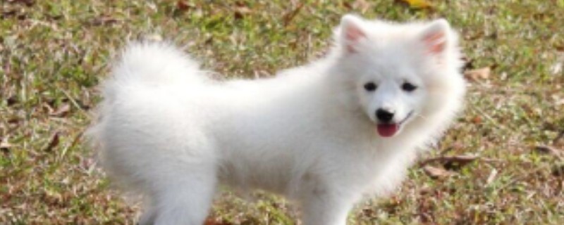 Will the Silver Fox Dog recognize its owner?