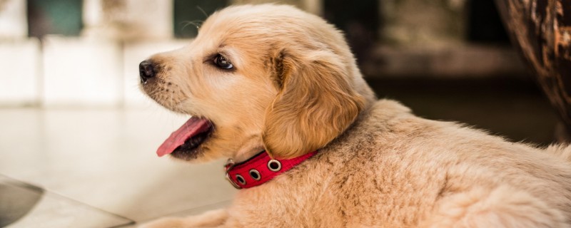 Does the full moon golden retriever recognize its owner?