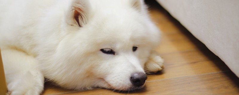 Do Samoyeds grow up to recognize their masters?