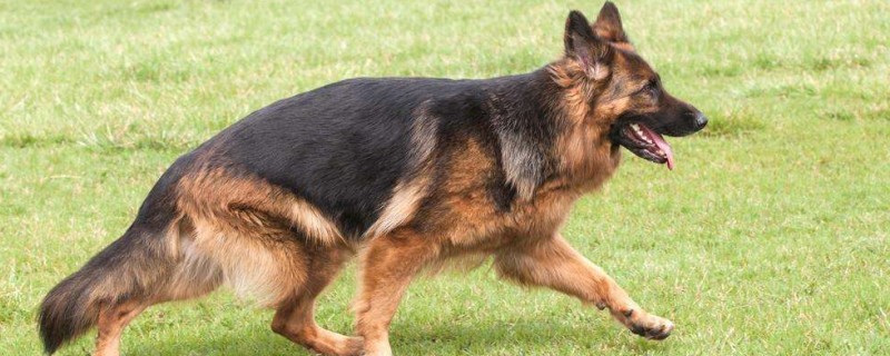 Will the German Shepherd recognize its owner?