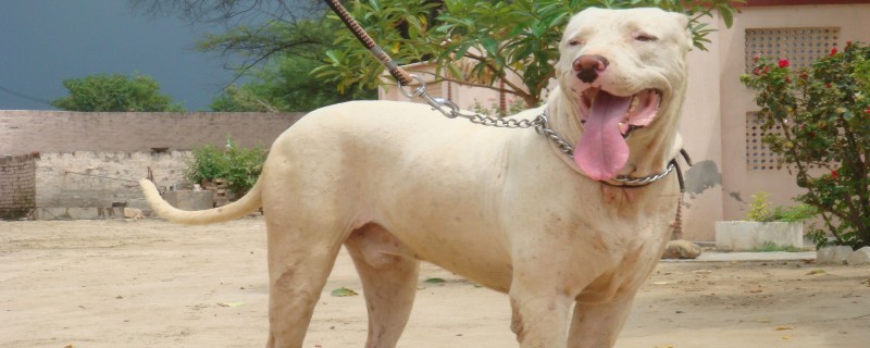 Does the Cuda dog recognize its owner?