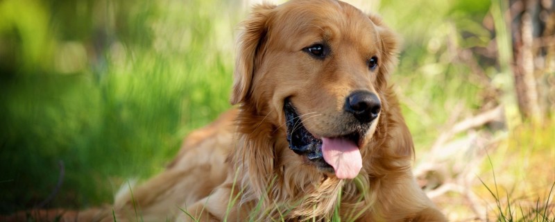 Does a golden retriever recognize its owner?