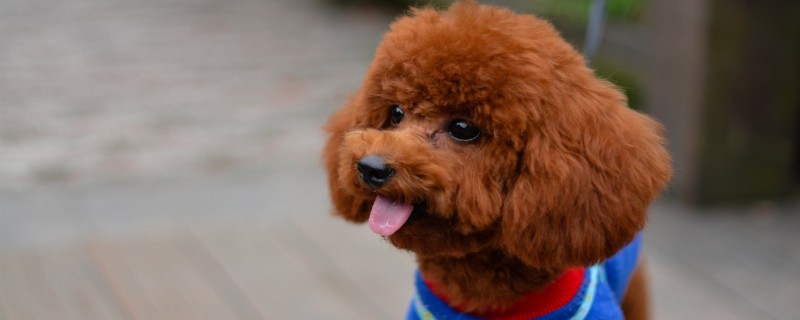 Does Little Teddy recognize the owner?