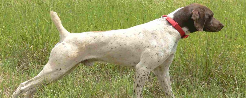 Do Pointer Hounds Know Their Owners?