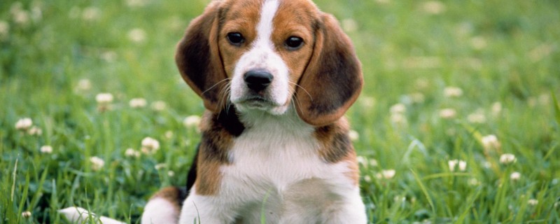 Will a dog recognize its owner?