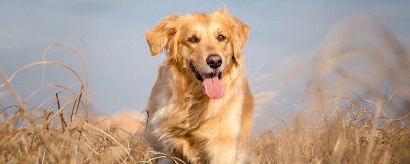 Will the golden retriever recognize the new owner?