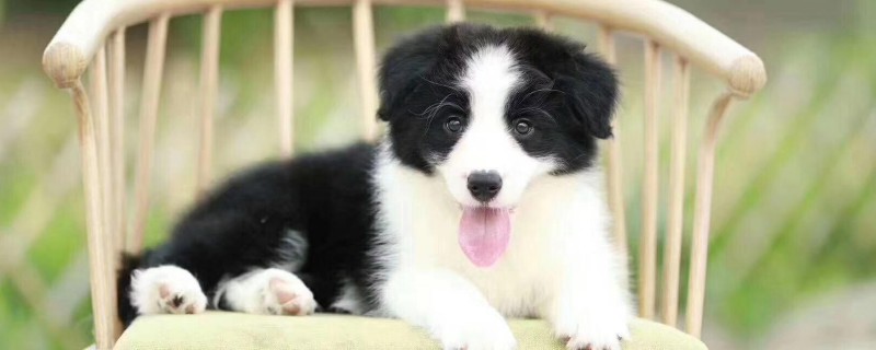 Bian Mu will not recognize the owner?