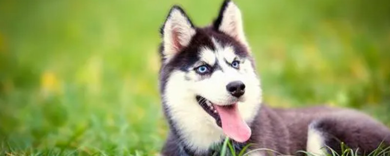 Will the huskies recognize their owners again?