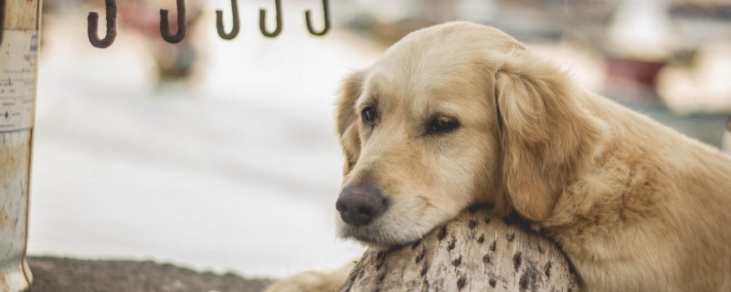 Does the dog come back from training and recognize its owner?