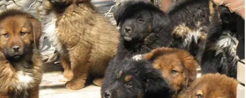 Can meat dogs recognize their owners?