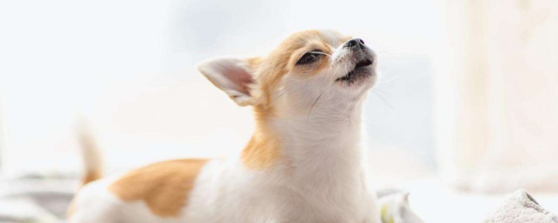 Do Chihuahuas only recognize their owners?