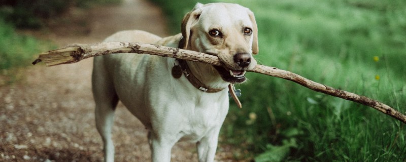 Do Dogs Recognize Their Old Owners?