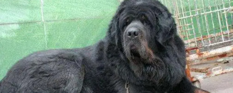 Can a Tibetan mastiff recognize its little master?