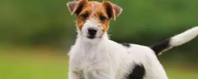 Does the Jack Russell dog know the owner?