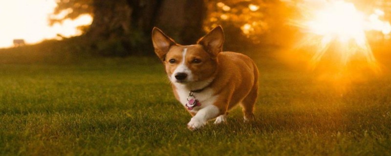 Does Corgi find a new owner?