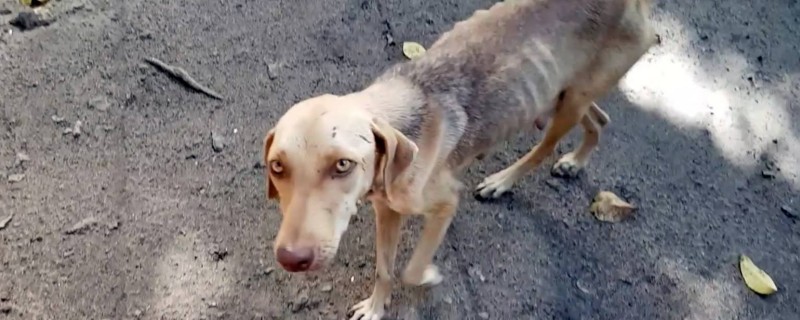 Will stray old dogs recognize their owners?