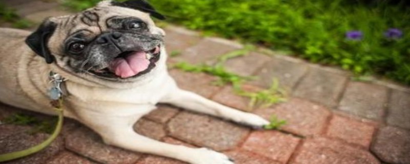 Do dogs recognize multiple owners?