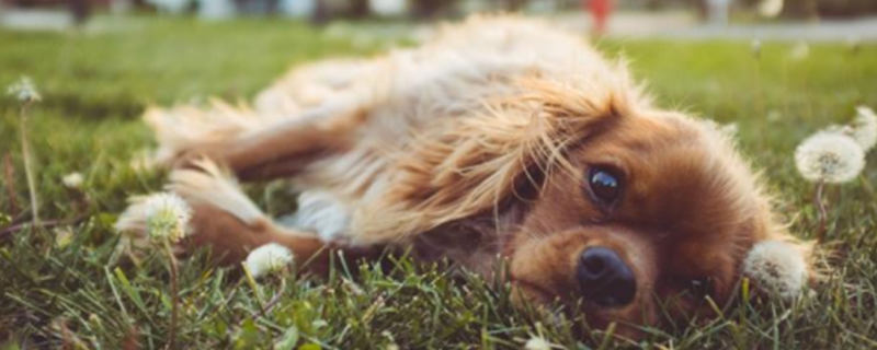 Does the dog change its owner? Do you recognize the new owner?